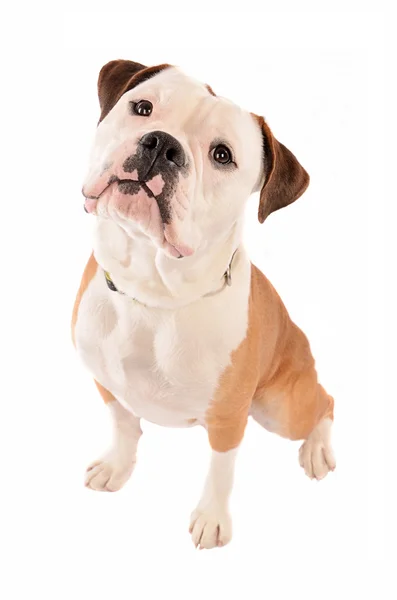 beyaz zemin üzerine oturan eski İngilizce bulldog