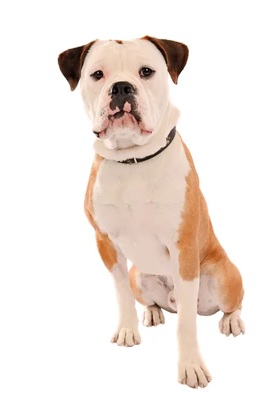 Beyaz üzerinde oturan eski İngilizce bulldog