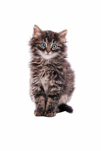 Adorable fluffy tabby cat — Stock Photo, Image