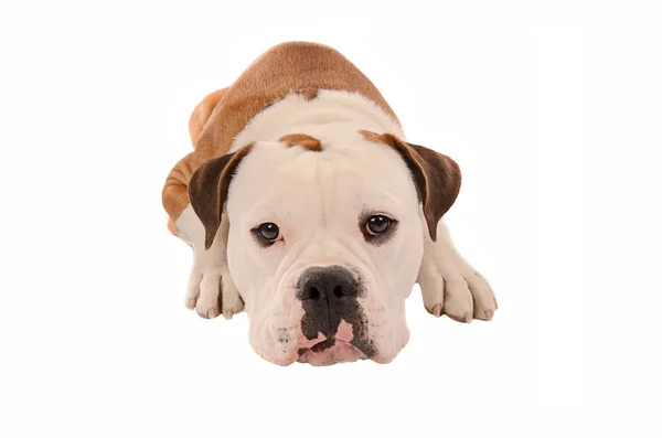 Beyaz bir arka plan üzerinde bırakmasını sevimli bulldog