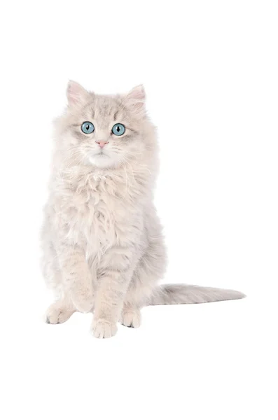 Чарівний білий таббі кошеня з блакитними очима — стокове фото