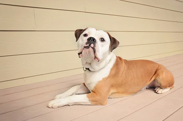 Bulldog laying on an outdoor patio — Stock Photo, Image