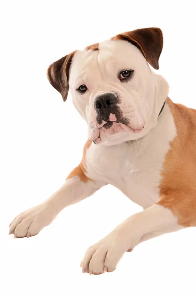 Gamla engelska bulldog porträtt — Stockfoto