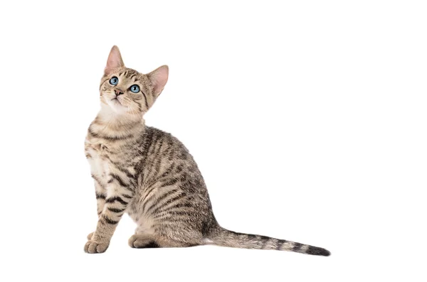 Uzun bir kuyruk ile sevimli tabby yavru kedi — Stok fotoğraf