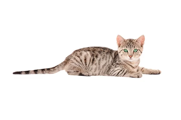 Um gatinho de Tabby em branco — Fotografia de Stock