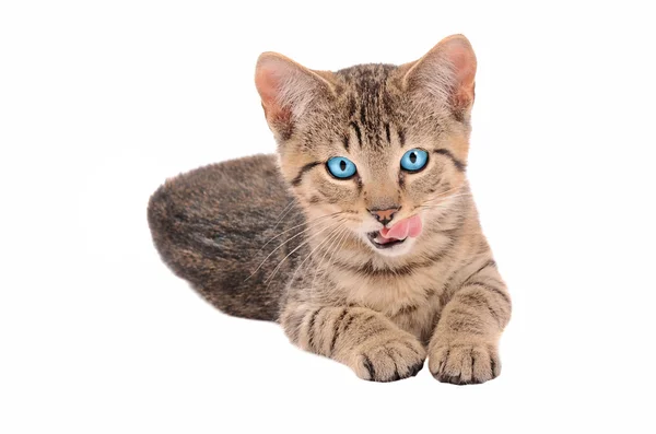 Kahverengi tabby yavru kedi dilini çıkarmış — Stok fotoğraf