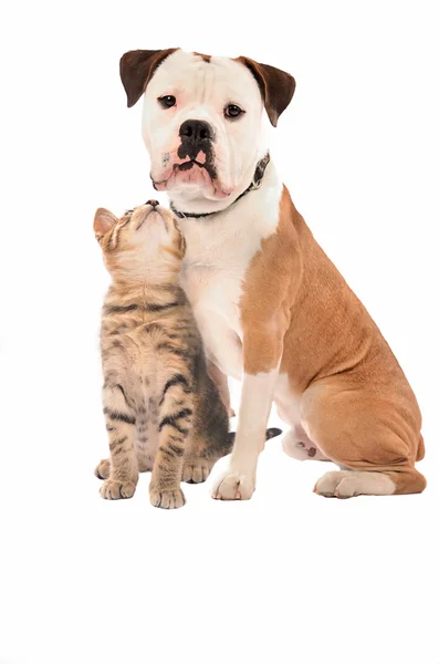 Bir yavru kedi ve köpeğin üzerine beyaz — Stok fotoğraf