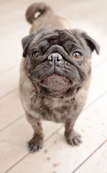 Pug standing outside on a patio — Stock Photo, Image