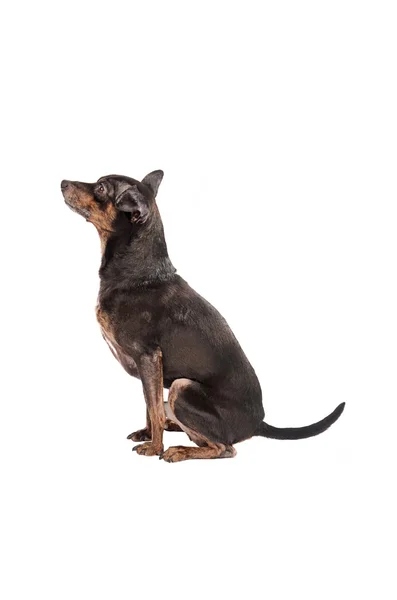 Chihuahua-Hund sitzt auf weißem — Stockfoto