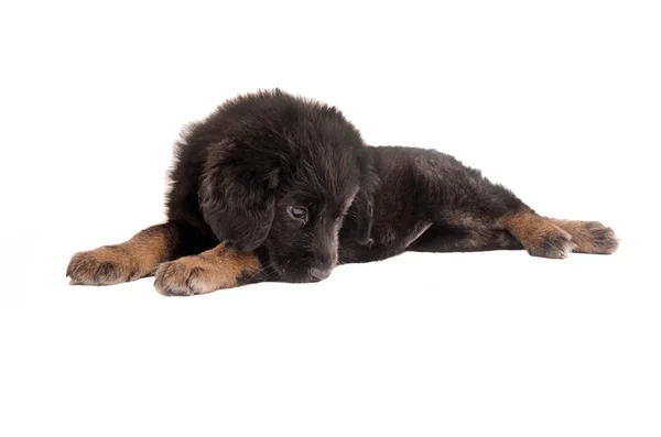 Sad fluffy puppy — Stock Photo, Image