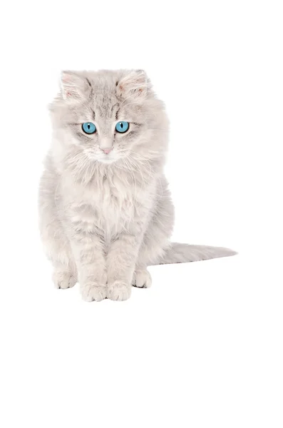 Triste gatito gris —  Fotos de Stock