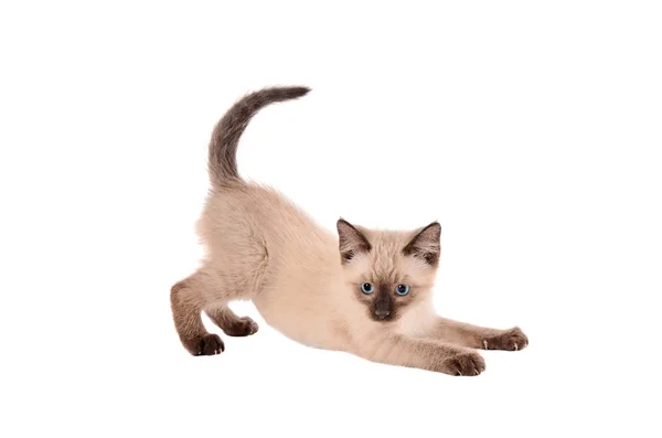 Stretching siamesisches Kätzchen — Stockfoto