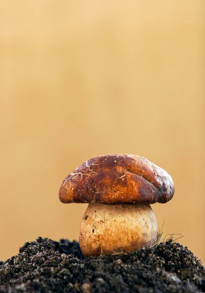 페니 롤빵-boletus 새싹, — 스톡 사진