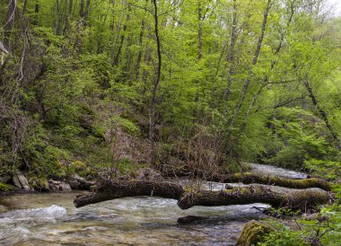 Taşları üzerine engellenmiş gövde çürü. Akış banka parlak bulanık dalgalar yukarıda.