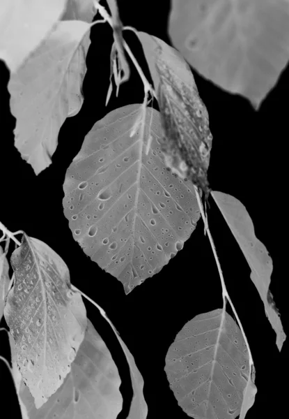 Branch with raindrops — Stock Photo, Image