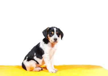  Beyaz tenli şirin melez köpek yavrusu.