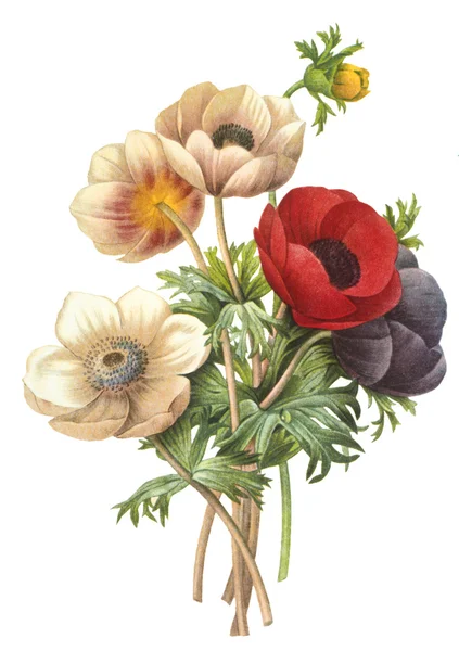 Ilustrace květin — Stock fotografie