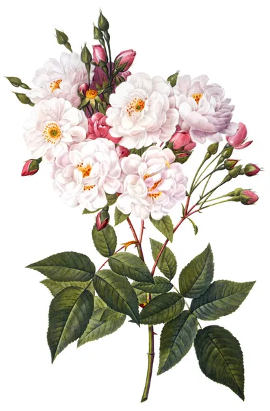 Ilustrace květin — Stock fotografie