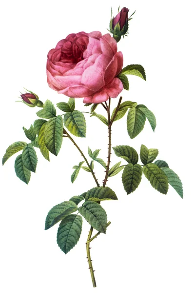 Ilustración de flores — Foto de Stock