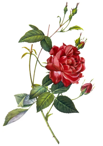 Ilustración de flores — Foto de Stock