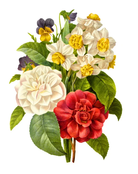 Virág illusztráció Jogdíjmentes Stock Képek