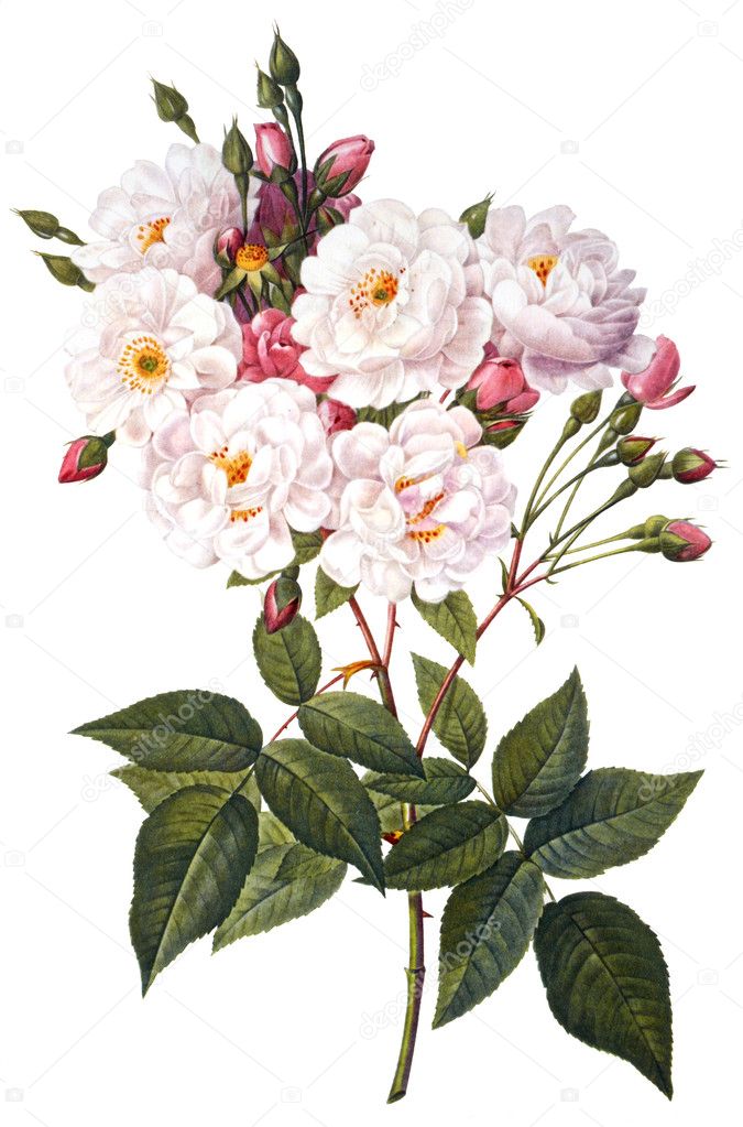 Flower illustration