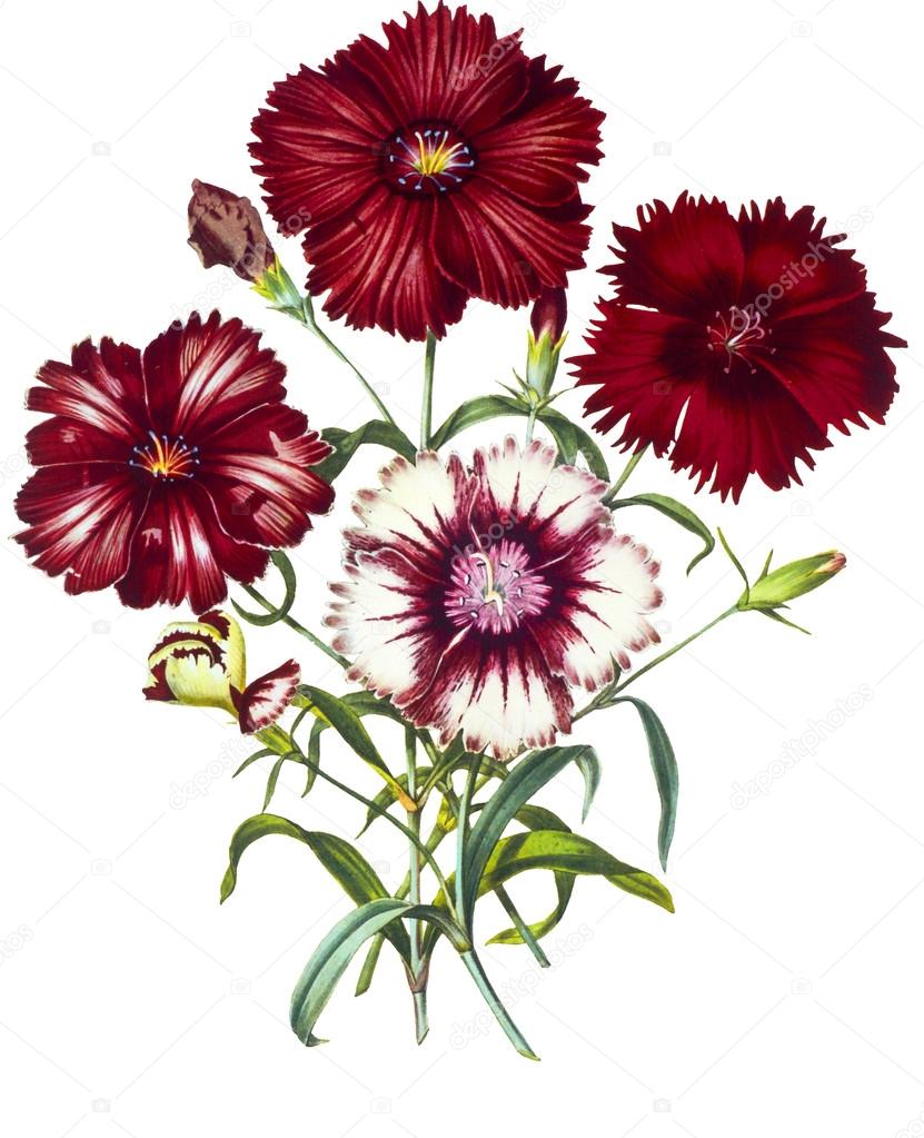 Flower illustration Stock Photo by 14813223