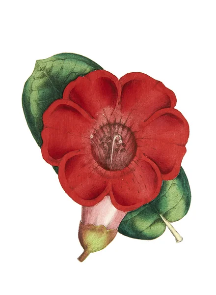 Kleur illustratie van bloemen in aquarel schilderijen — Stockfoto