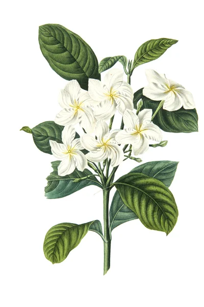 Kleur illustratie van bloemen in aquarel schilderijen — Stockfoto