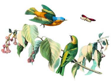 arka plan ile renkli kuş