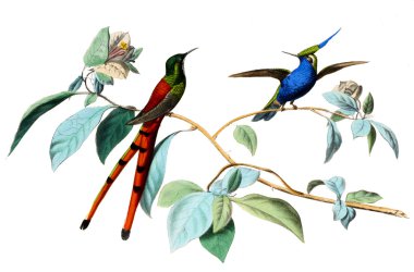 arka plan ile renkli kuş