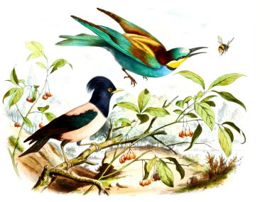 arka plan ile renkli kuş