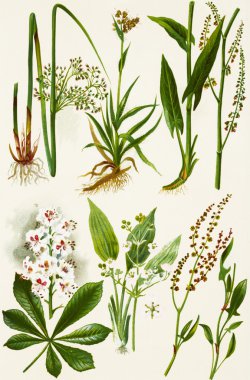 Suluboya resimlerdeki çiçeklerin renkleri