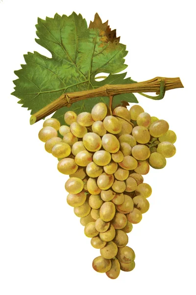 Grapes in white isolated — Stock Photo, Image