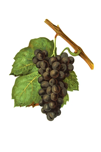 Winogrona białe na białym tle — Zdjęcie stockowe