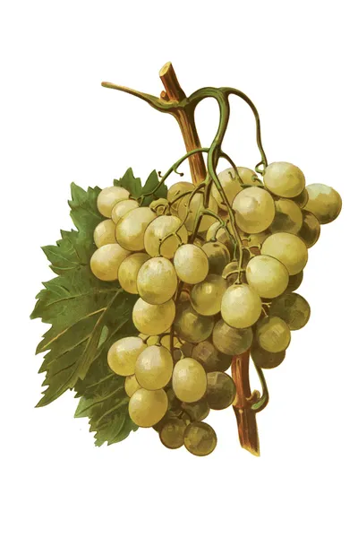Druiven in wit geïsoleerd — Stockfoto