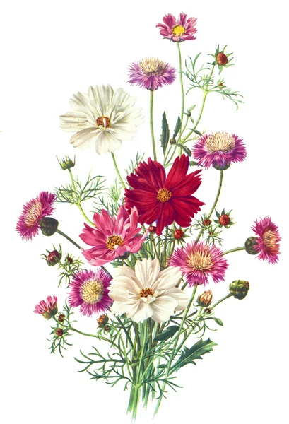 Ilustración de flores —  Fotos de Stock