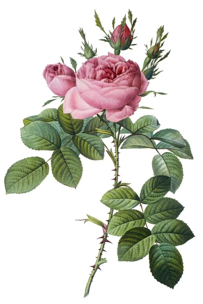 Ilustracja kwiatów — Zdjęcie stockowe