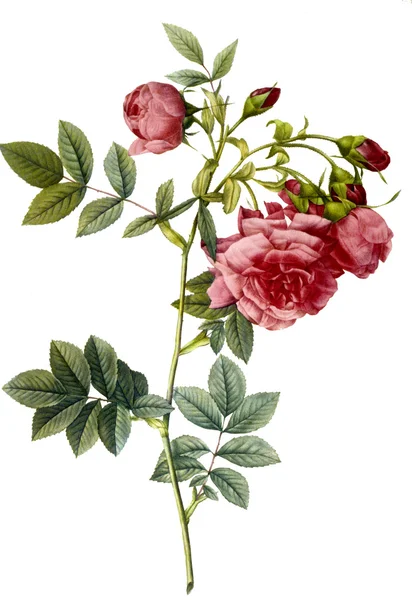 Ilustración de flores — Foto de Stock