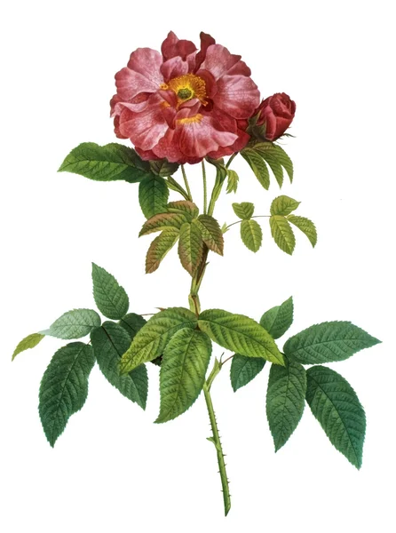 Illustrazione del fiore — Foto Stock