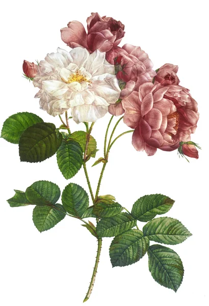 Illustrazione del fiore — Foto Stock