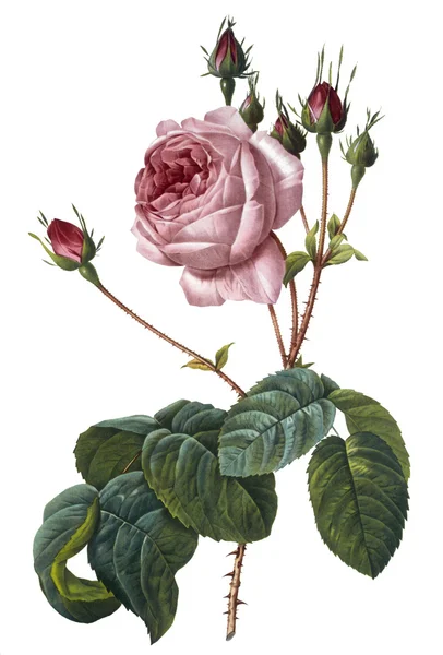Virág illusztráció Stock Kép