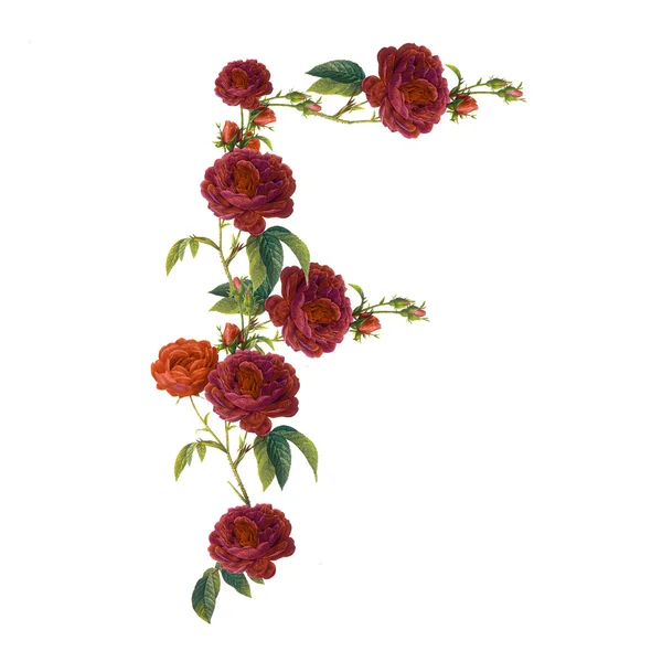 Floral alphabet in white background — Stock Photo, Image