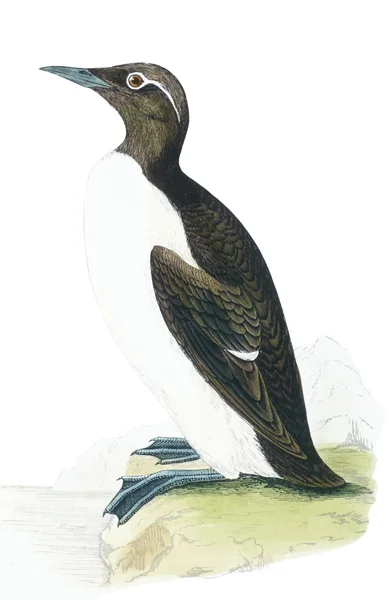 Pájaro ilustración antigua — Foto de Stock
