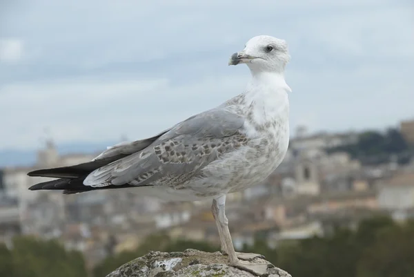 Seagull op klif — Stockfoto