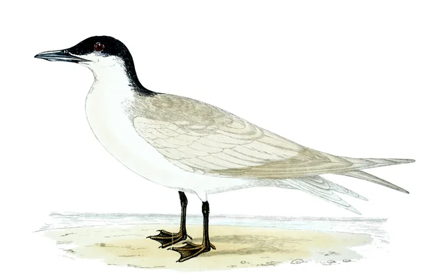 Stary ilustracja ptak — Zdjęcie stockowe