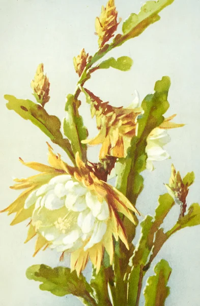 Vecchia illustrazione botanica — Foto Stock