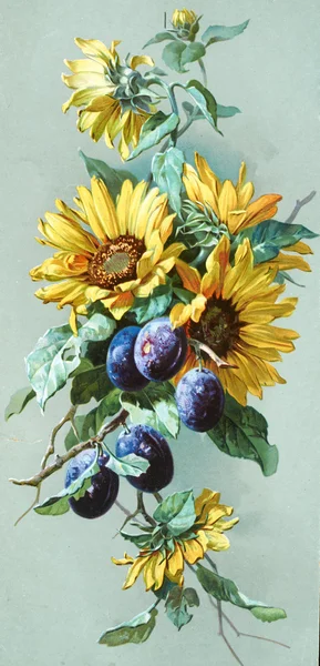 Vecchia illustrazione botanica — Foto Stock