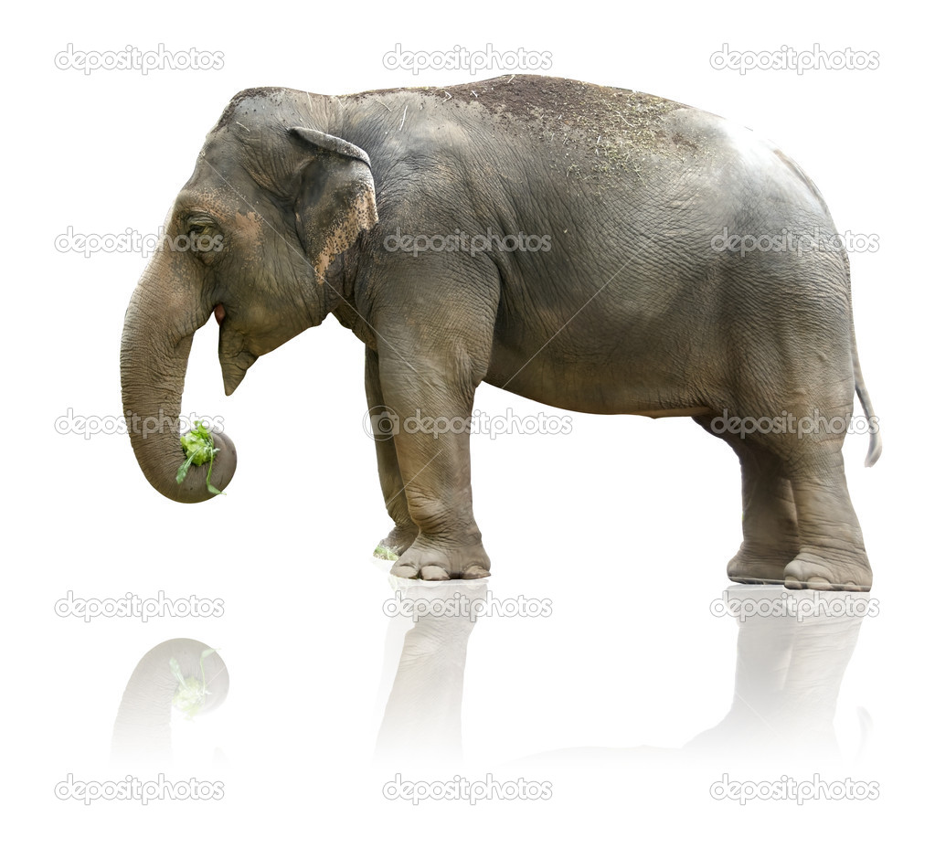 Elephant in white background