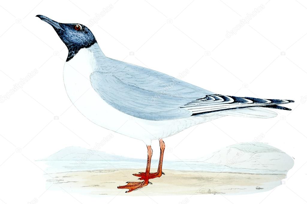 Bird old illustration